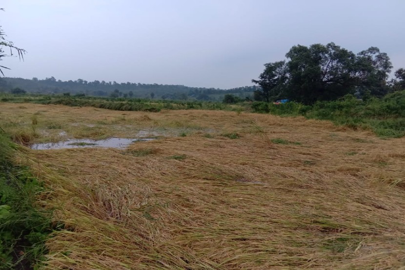 वाडा तालुक्यात ढगफुटीसारखा पाऊस, संपूर्ण भातशेती भुईसपाट