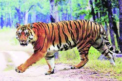 प्राणीसंग्रहालयातील वाघाला गोमांस दिलं तर सरकारला परिणाम भोगावे लागतील; भाजपा नेत्याचा इशारा