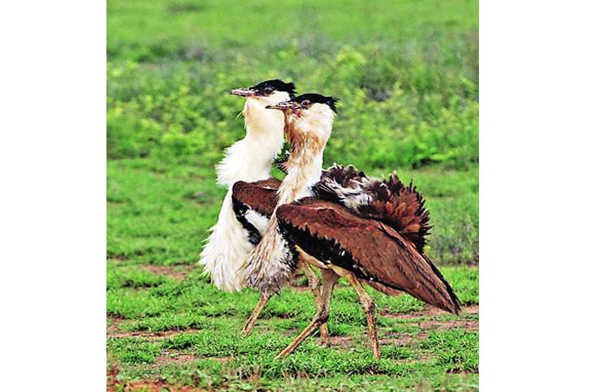 (संग्रहित छायाचित्र)