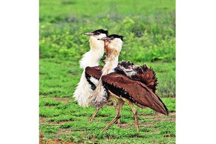 (संग्रहित छायाचित्र)