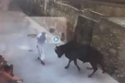 Viral Video: हा व्हिडिओ पाहून तुम्हीही, ‘नाद करा पण बैलाचा कुठं…’ असंच म्हणाल