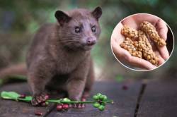 International Coffee Day: ‘या’ प्राण्याच्या विष्ठेतील बियांपासून बनते जगातील सर्वात महागडी कॉफी