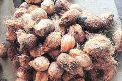 नवरात्रोत्सवात श्रीफळाची उलाढाल निम्म्यावर