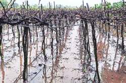 ‘अस्मानी’चे अश्रू..