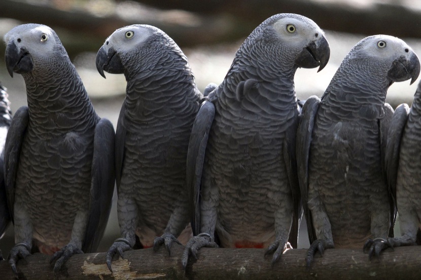 (फोटो सौजन्य: Edward Echwalu/Reuters)