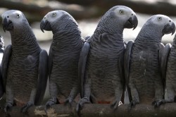 प्राणीसंग्रहालयातील पोपटांनी एकमेकांना शिकवले अपशब्द; पर्यटकांवरच टीप्पणी करुन जोरजोरात हसायचे, अखेर…