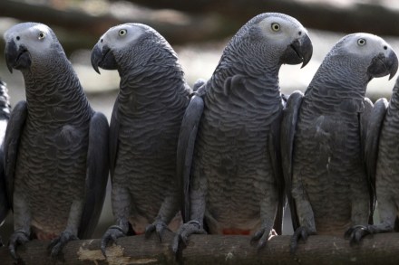 (फोटो सौजन्य: Edward Echwalu/Reuters)