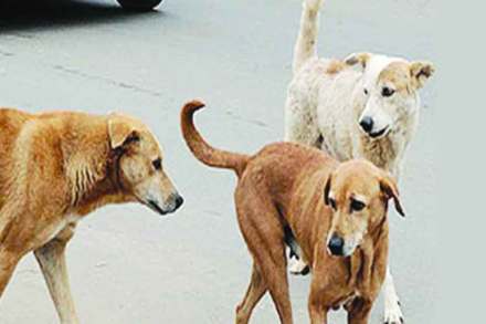 भटक्या श्वानांची वाढती संख्या चिंताजनक
