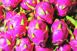 ‘ड्रॅगन फ्रुट’च्या लागवड क्षेत्रात वाढ