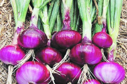 प्रातिनिधिक फोटो (Express photo by Mayur Bargaje)