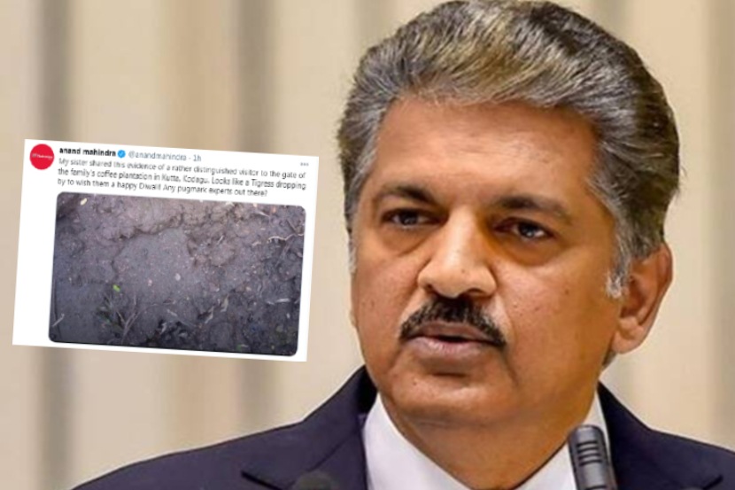 आनंद महिंद्रांच्या कॉफीच्या मळ्यामध्ये वाघीण?; फोटो शेअर करुन मागितली मदत