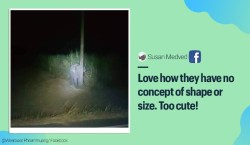 शेतातला उस खाताना पकडलं गेलं हत्तीचं पिल्लू, विजेच्या खांबामागे लपण्याचा केविलवाणा प्रयत्न…फोटो व्हायरल