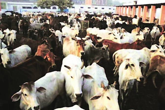 या ठिकाणी जनावरांना पुरेसा चारा-पाणी मिळत नसल्यामुळे तसेच प्रचंड अस्वच्छतेमुळे गुरे दगावत असल्याचा आरोप कामगार सेनेने केला आहे. 
