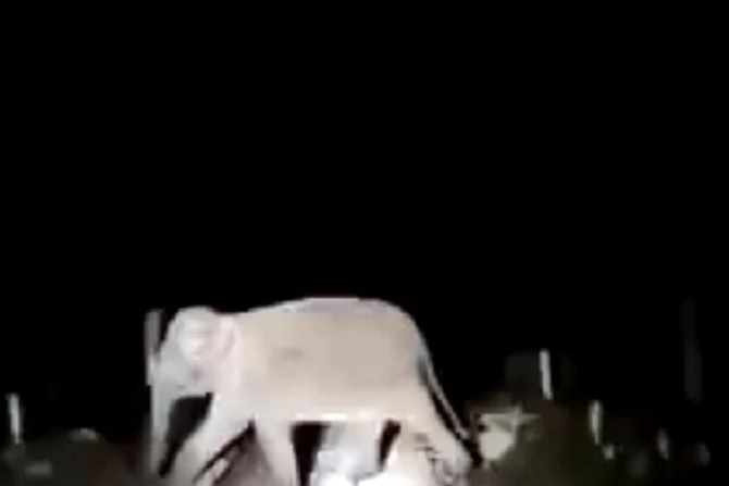 रेल्वेच्या लोको पायलटनं वाचवले तीन हत्तींचे प्राण; पीयूष गोयल यांनी शेअर केला व्हिडीओ