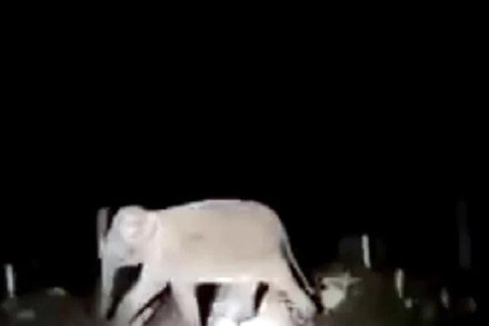 रेल्वेच्या लोको पायलटनं वाचवले तीन हत्तींचे प्राण; पीयूष गोयल यांनी शेअर केला व्हिडीओ