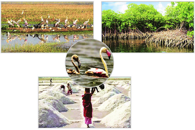 पाणथळ जमिनींसाठीच्या आंतरराष्ट्रीय रामसर करारांतर्गत पाणथळ जमिनी किंवा प्रदेशांना आंतरराष्ट्रीय दृष्टय़ा महत्त्वाचे म्हणून मान्यता मिळाल्यावर त्यांना रामसर साइट्स असे म्हटले जाते.