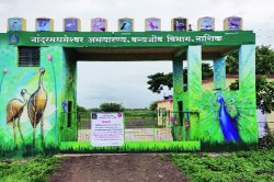 नांदुरमध्यमेश्वर अभयारण्य पर्यटकांसाठी आजपासून सुरू