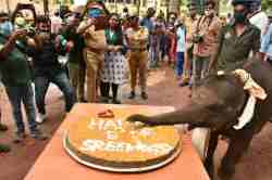 हत्तीच्या पिलाचा साजरा झाला जम्बो बर्थडे; फोटो पाहुन तुम्हालाही वाटेल हेवा