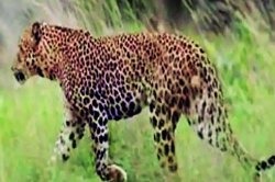 करमाळ्यात नरभक्षक बिबटय़ाची दहशत कायम