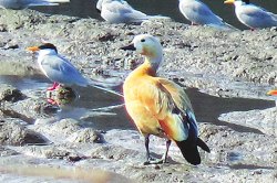 औदुंबरनजीक कृष्णाकाठी तिबेटी पाहुण्यांचे आगमन