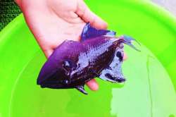 पाखरू माशानंतर आता ‘रेड टूथ ट्रिगर फिश’