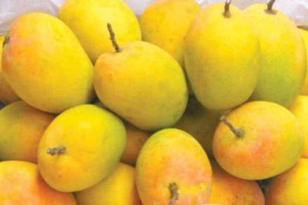 हापूसची यंदा प्रतीक्षा
