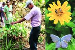 सिमेंटच्या जंगलात फुलपाखरांचा मुक्तसंचार