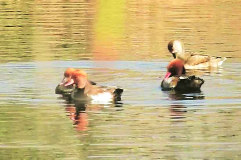उरणमध्ये बदकाच्या दोन नवीन प्रजाती