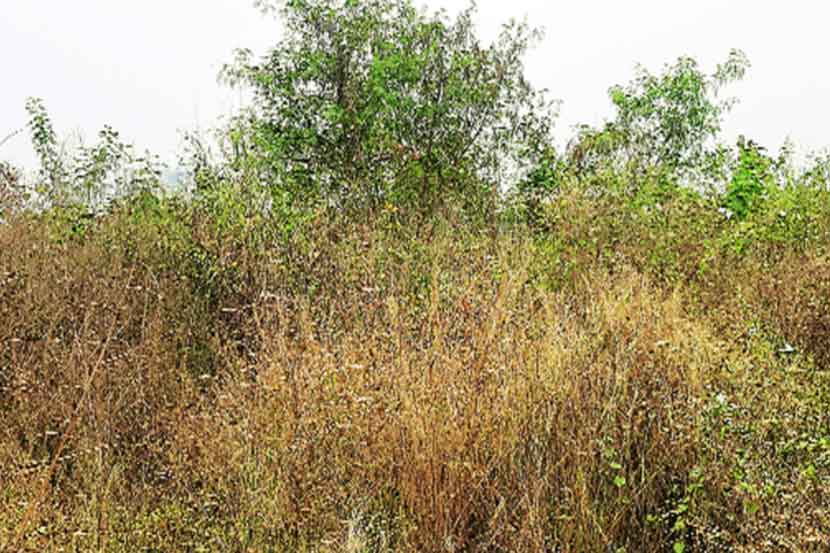 नेरुळ येथील स्मृतीवनातील झाडे, नामफलक गायब