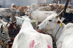 गोप्रतिपालक?