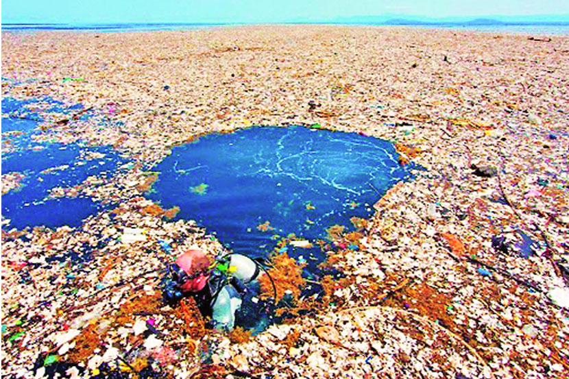 कुतूहल : जैवसंचय आणि जैवविशालन - Marathi News | Article On Biodiversity ...