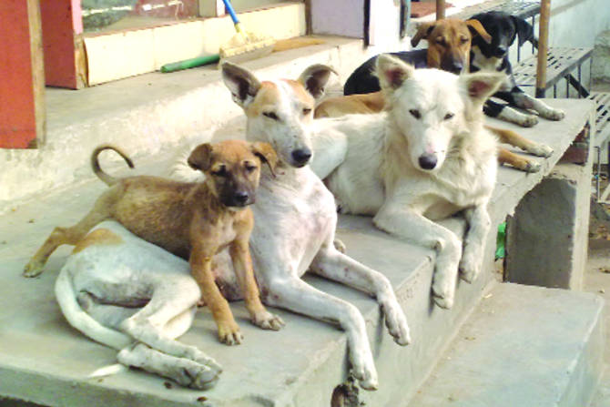 टाळेबंदी शिथिलीकरणानंतर भटक्या कुत्र्यांचा त्रास वाढल्याच्या तक्रारी पोलीस व पालिका प्रशासनाकडे येत आहेत.