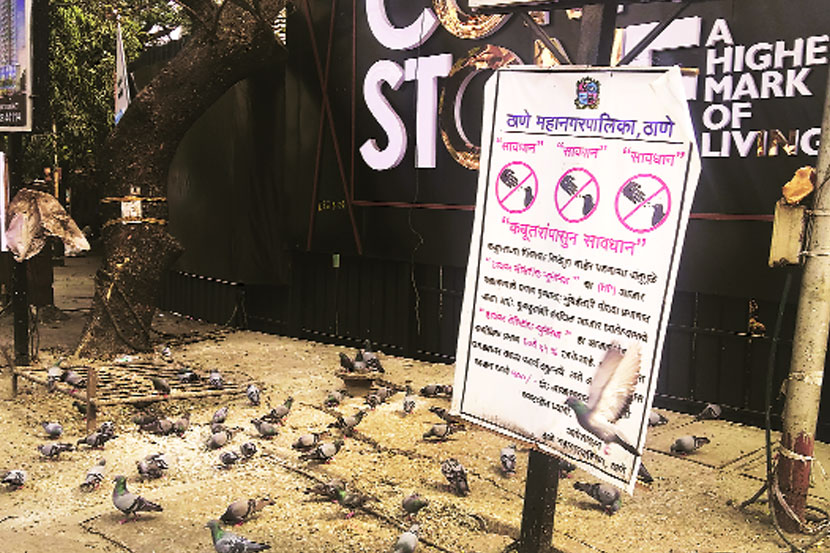 कबुतरखान्यांवरून वाद! कबुतरखान्यांवरून वाद!