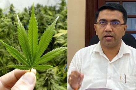 गोव्यात औषधी वापरासाठी गांजाची लागवड होणार? मुख्यमंत्री म्हणाले…