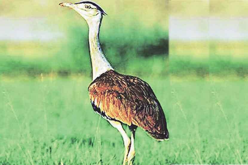 माळढोक संवर्धनासाठी आता वीजवाहिन्या भूमिगत
