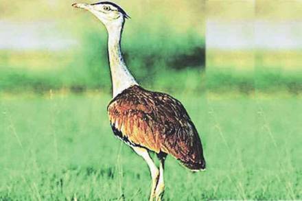 माळढोक संवर्धनासाठी आता वीजवाहिन्या भूमिगत