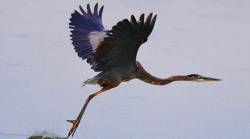 बगळय़ांचा मृत्यू ‘बर्ड फ्लू’मुळेच