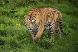 वाघांसाठी (अ)भयारण्य..