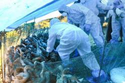 ‘बर्ड फ्लू’च्या पाश्र्वभूमीवर सर्व पाळीव प्राण्यांची तपासणी