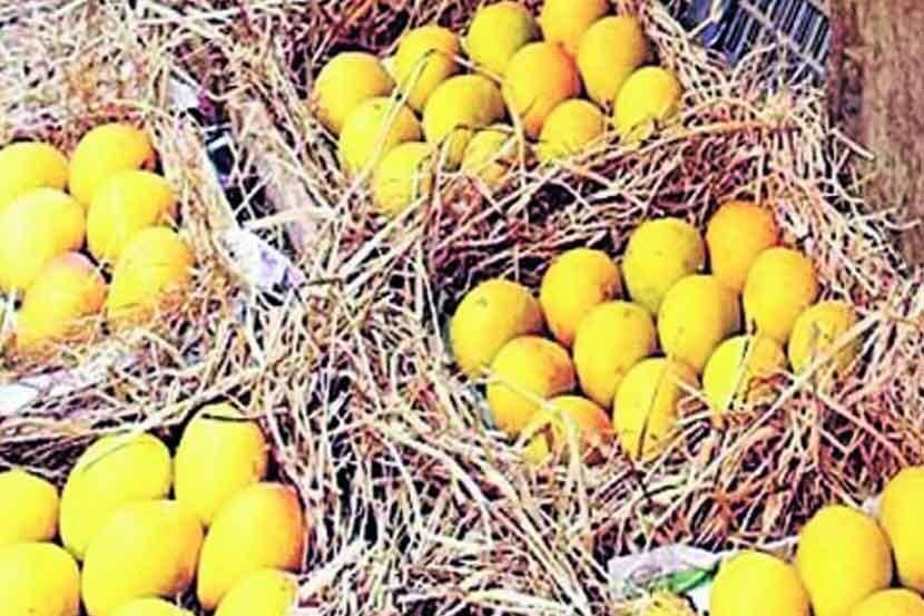 देवगड हापूसचे ‘एपीएमसी’त आगमन