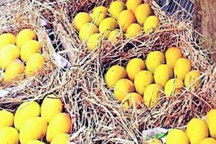 देवगड हापूसचे ‘एपीएमसी’त आगमन