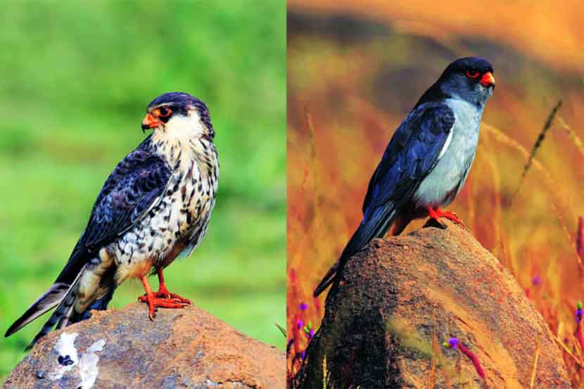 दुर्मीळ ‘अमूर ससाणा’चे खोपोलीत दर्शन