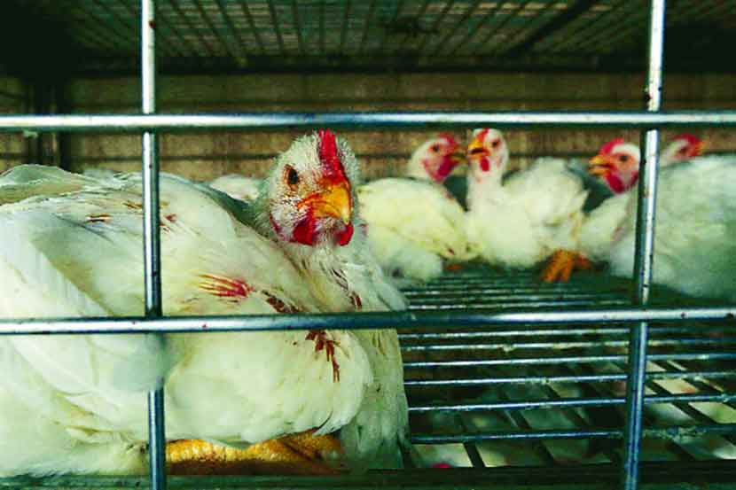 Bird flu in Maharashtra : राज्यावर ‘बर्ड फ्लू’चे सावट