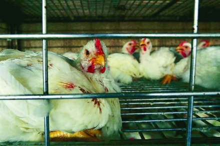 Bird flu in Maharashtra : राज्यावर ‘बर्ड फ्लू’चे सावट