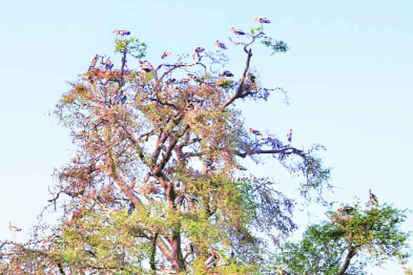 इंदापुरात चित्रबलाक पक्ष्यांची ‘सारंगारा’साठी लगबग