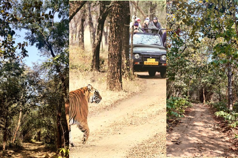 फिरण्यासाठी नवं ठिकाणं! पाचशे रुपयात व्याघ्र सफारी