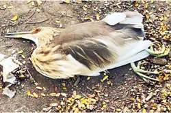 बर्ड फ्लूची अफवा पसरविल्यास कारवाई