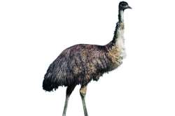 इमू योजनेची कर्जवसुली सुरूच