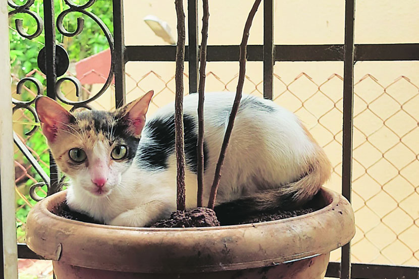 (संग्रहित छायाचित्र)
