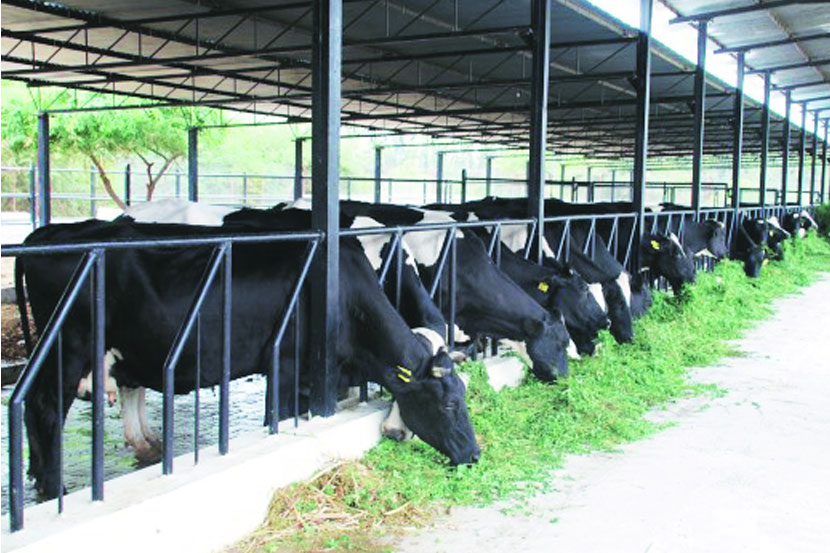 अबब! अपघातात जखमी झालेल्या गाईवर सर्जरी केल्यानंतर डॉक्टरही चक्रावले; पोटात सापडलं असं काही….